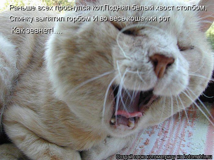 Раньше всех проснулся кот,Поднял белый хвост столбом, Спинку выпятил горбом И во весь кошачий рот Спи... Котоматрица: Раньше всех проснулся кот,Поднял белый хвост столбом, Спинку выпятил горбом И во весь кошачий рот Спинку выпятил горбом И во весь кошачий р