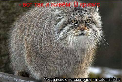 - вот так и живём! В кризис... Котоматрица: - вот так и живём! В кризис