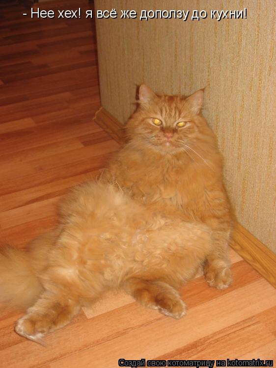 - Нее хех! я всё же доползу до кухни!... Котоматрица: - Нее хех! я всё же доползу до кухни!