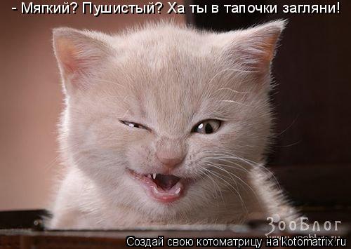 - Мягкий? Пушистый? Ха ты в тапочки загляни!... Котоматрица: - Мягкий? Пушистый? Ха ты в тапочки загляни!