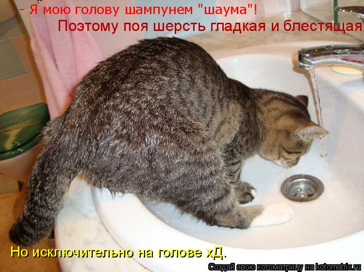- Я мою голову шампунем "шаума"! Поэтому поя шерсть гладкая и блестящая. Но исключительно на голове х... Котоматрица: - Я мою голову шампунем "шаума"! Поэтому поя шерсть гладкая и блестящая. Но исключительно на голове хД.
