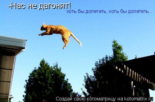 -Нас не дагонят! хоть бы долететь, хоть бы долететь...... Котоматрица: -Нас не дагонят! хоть бы долететь, хоть бы долететь...