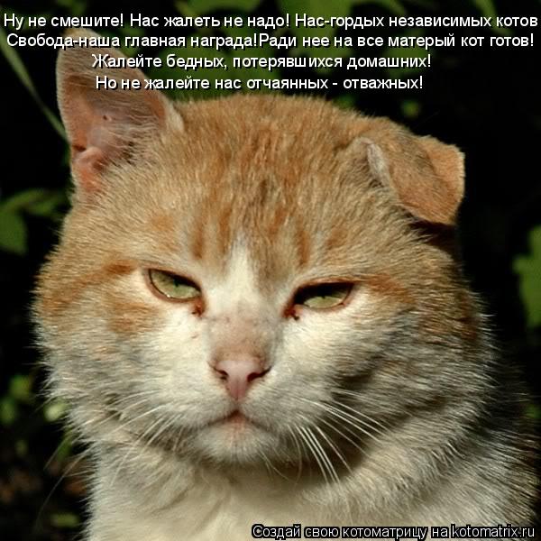 Ну не смешите! Нас жалеть не надо! Нас-гордых независимых котов Свобода-наша главная награда!Ради нее... Котоматрица: Ну не смешите! Нас жалеть не надо! Нас-гордых независимых котов Свобода-наша главная награда!Ради нее на все матерый кот готов! Жалейте бедн
