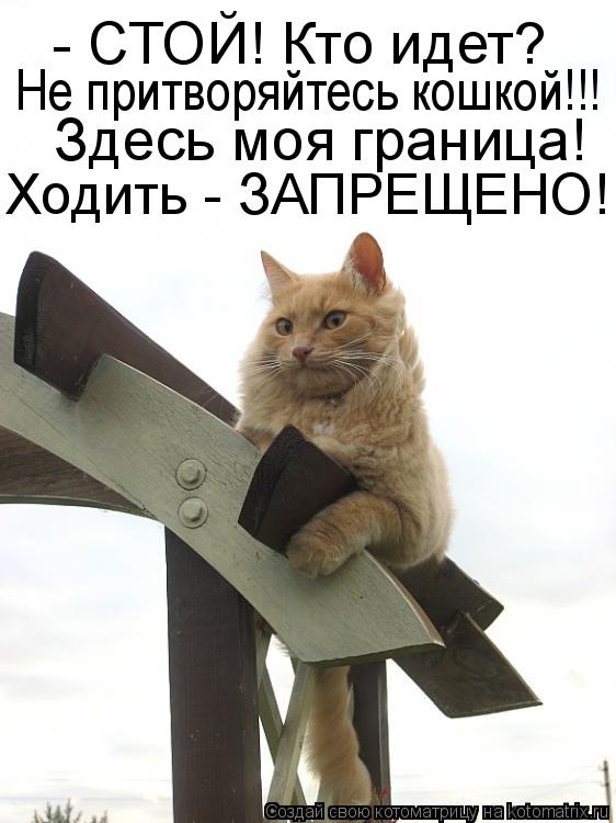 - СТОЙ! Кто идет? Не притворяйтесь кошкой!!! Здесь моя граница! Ходить - ЗАПРЕЩЕНО!... Котоматрица: - СТОЙ! Кто идет? Не притворяйтесь кошкой!!! Здесь моя граница! Ходить - ЗАПРЕЩЕНО!