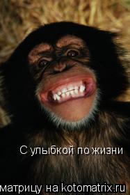 С улыбкой по жизни... Котоматрица: С улыбкой по жизни
