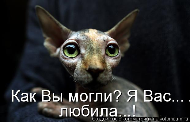 Как Вы могли? Я Вас... любила...! любила...!... Котоматрица: Как Вы могли? Я Вас... любила...! любила...!