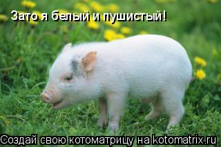 Зато я белый и пушистый!... Котоматрица: Зато я белый и пушистый!