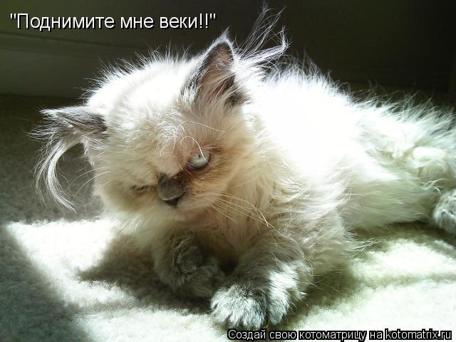 "Поднимите мне веки!!"... Котоматрица: "Поднимите мне веки!!"
