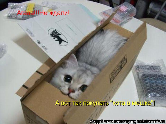 Агааа!!!Не ждали! А вот так покупать "кота в мешке"!... Котоматрица: Агааа!!!Не ждали! А вот так покупать "кота в мешке"!