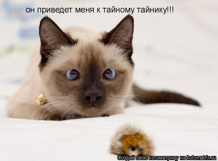 он приведет меня к тайному тайнику!!!... Котоматрица: он приведет меня к тайному тайнику!!!