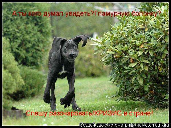 А ты кого думал увидеть?Гламурную болонку? Спешу разочаровать!КРИЗИС в стране!... Котоматрица: А ты кого думал увидеть?Гламурную болонку? Спешу разочаровать!КРИЗИС в стране!