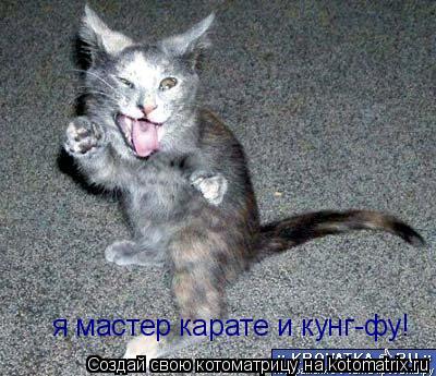 я мастер карате и кунг-фу!... Котоматрица: я мастер карате и кунг-фу!