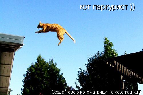 кот паркурист ))... Котоматрица: кот паркурист ))