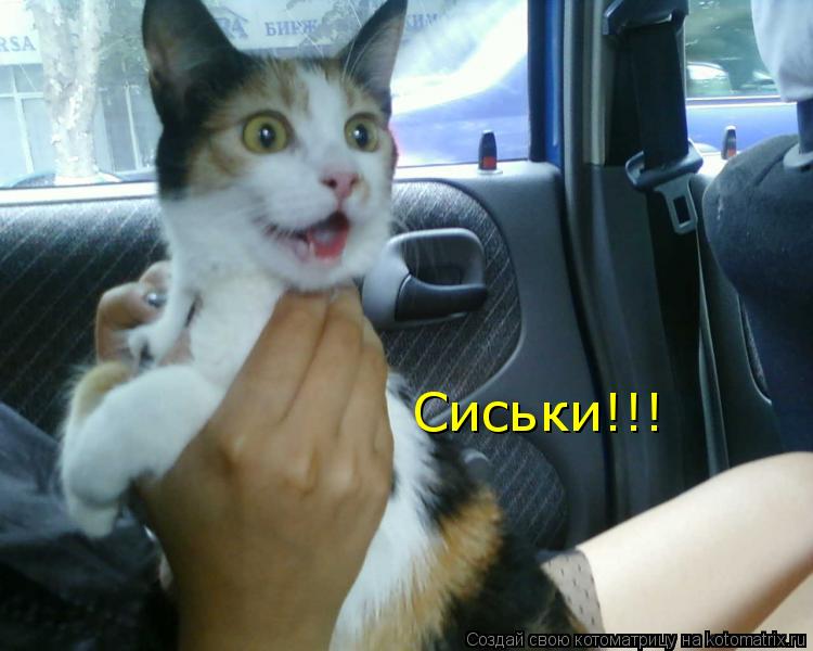 Сиськи!!!... Котоматрица: Сиськи!!!