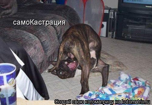 самоКастрация... Котоматрица: самоКастрация