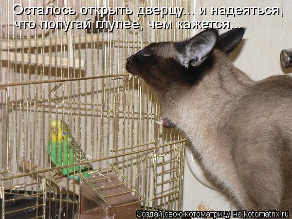 Осталось открыть дверцу... и надеяться, что попугай глупее, чем кажется...... Котоматрица: Осталось открыть дверцу... и надеяться, что попугай глупее, чем кажется...