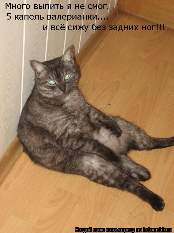 Много выпить я не смог. 5 капель валерианки.... и всё сижу без задних ног!!!... Котоматрица: Много выпить я не смог. 5 капель валерианки.... и всё сижу без задних ног!!!