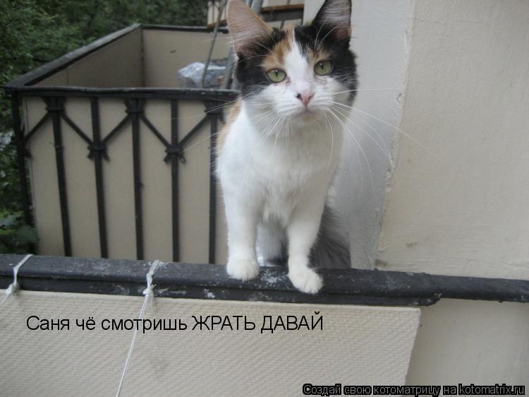 Саня чё смотришь ЖРАТЬ ДАВАЙ... Котоматрица: Саня чё смотришь ЖРАТЬ ДАВАЙ
