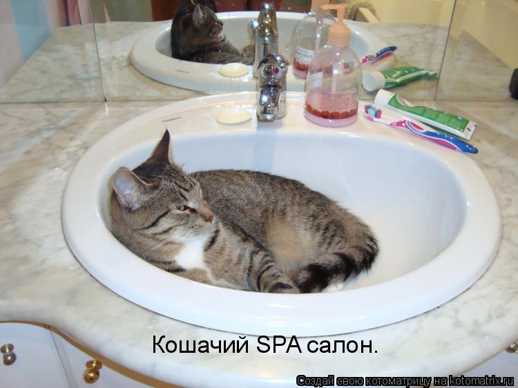 Кошачий SPA салон.... Котоматрица: Кошачий SPA салон.