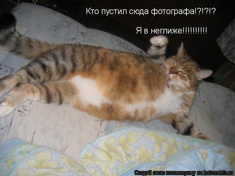 Кто пустил сюда фотографа!?!?!? Я в неглиже!!!!!!!!!!... Котоматрица: Кто пустил сюда фотографа!?!?!? Я в неглиже!!!!!!!!!!