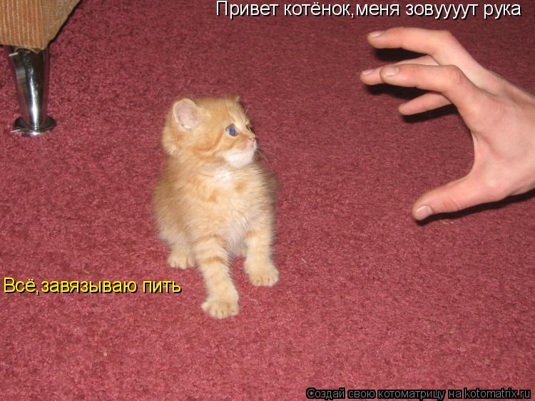 Привет котёнок,меня зовуууут рука Всё,завязываю пить... Котоматрица: Привет котёнок,меня зовуууут рука Всё,завязываю пить