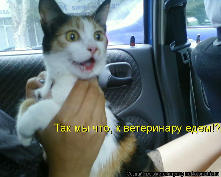 Так мы что, к ветеринару едем!?... Котоматрица: Так мы что, к ветеринару едем!?