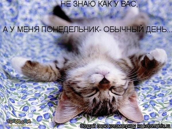 НЕ ЗНАЮ КАК У ВАС, А У МЕНЯ ПОНЕДЕЛЬНИК- ОБЫЧНЫЙ ДЕНЬ...... Котоматрица: НЕ ЗНАЮ КАК У ВАС, А У МЕНЯ ПОНЕДЕЛЬНИК- ОБЫЧНЫЙ ДЕНЬ...