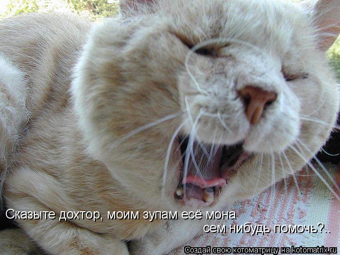 Сказыте дохтор, моим зупам есё мона сем нибудь помочь?..... Котоматрица: Сказыте дохтор, моим зупам есё мона сем нибудь помочь?..