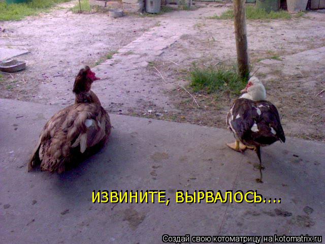 ИЗВИНИТЕ, ВЫРВАЛОСЬ.... ИЗВИНИТЕ, ВЫРВАЛОСЬ....... Котоматрица: ИЗВИНИТЕ, ВЫРВАЛОСЬ.... ИЗВИНИТЕ, ВЫРВАЛОСЬ....