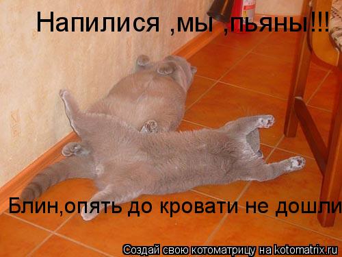 Котоматрица: Напилися ,мы ,пьяны!!! Блин,опять до кровати не дошли!