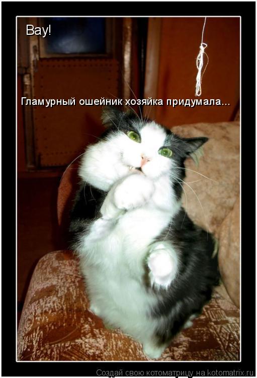 Вау! Гламурный ошейник хозяйка придумала...... Котоматрица: Вау! Гламурный ошейник хозяйка придумала...