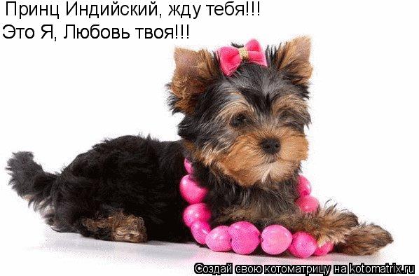 Принц Индийский, жду тебя!!! Это Я, Любовь твоя!!! Это Я, Любовь твоя!!!... Котоматрица: Принц Индийский, жду тебя!!! Это Я, Любовь твоя!!! Это Я, Любовь твоя!!!