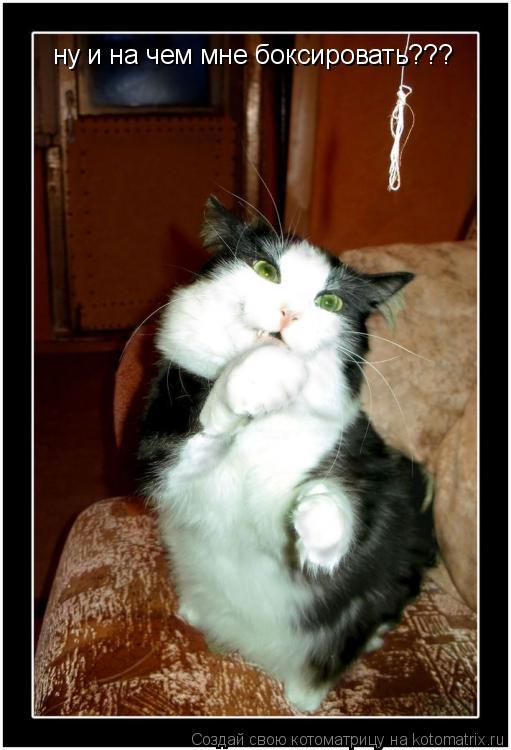 ну и на чем мне боксировать???... Котоматрица: ну и на чем мне боксировать???