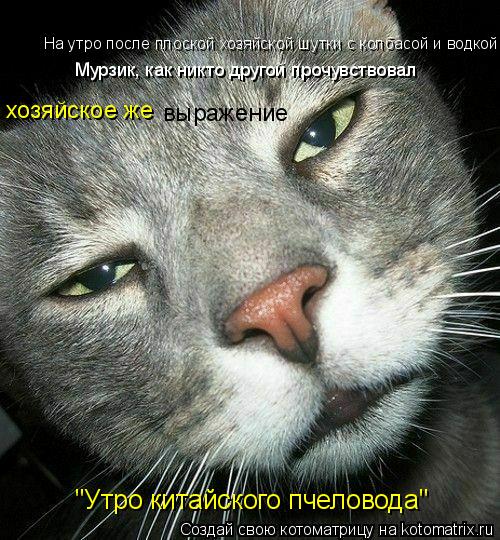 хозяйское же выражение На утро после плоской хозяйской шутки с колбасой и водкой Мурзик, как никто д... Котоматрица: хозяйское же выражение На утро после плоской хозяйской шутки с колбасой и водкой Мурзик, как никто другой прочувствовал "Утро китайского п