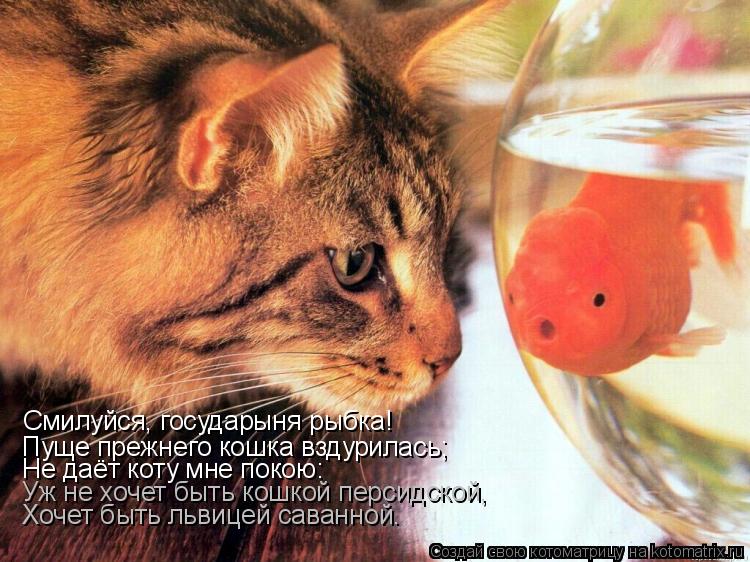 Смилуйся, государыня рыбка! Пуще прежнего кошка вздурилась; Не даёт коту мне покою: Уж не хочет быть ... Котоматрица: Смилуйся, государыня рыбка! Пуще прежнего кошка вздурилась; Не даёт коту мне покою: Уж не хочет быть кошкой персидской, Хочет быть львицей с