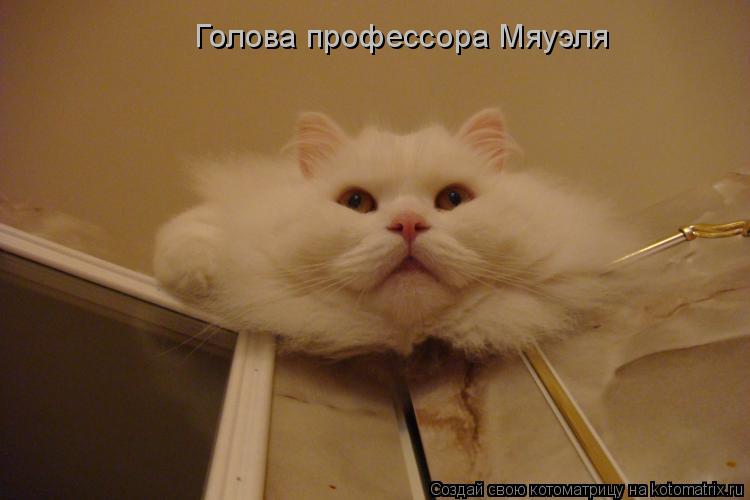 Голова профессора Мяуэля... Котоматрица: Голова профессора Мяуэля