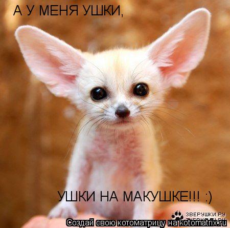А У МЕНЯ УШКИ, УШКИ НА МАКУШКЕ!!! :)... Котоматрица: А У МЕНЯ УШКИ, УШКИ НА МАКУШКЕ!!! :)