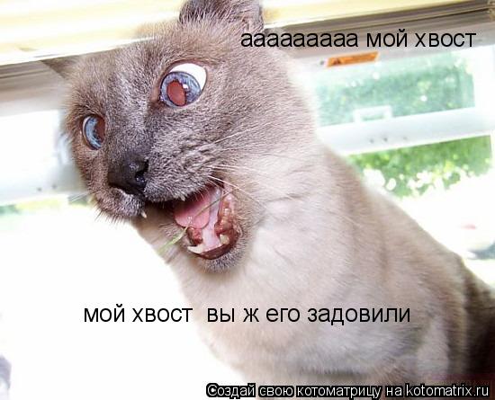 Котоматрица: ааааааааа мой хвост   мой хвост  вы ж его задовили
