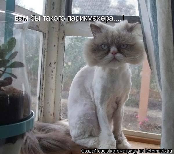 вам бы такого парикмахера....!... Котоматрица: вам бы такого парикмахера....!