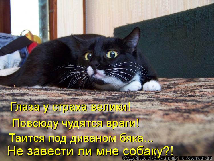 Глаза у страха велики! Повсюду чудятся враги! Таится под диваном бяка... Не завести ли мне собаку?!... Котоматрица: Глаза у страха велики! Повсюду чудятся враги! Таится под диваном бяка... Не завести ли мне собаку?!
