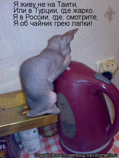 Я живу не на Таити, Или в Турции, где жарко. Я в России, где, смотрите, Я об чайник грею лапки!... Котоматрица: Я живу не на Таити, Или в Турции, где жарко. Я в России, где, смотрите, Я об чайник грею лапки!