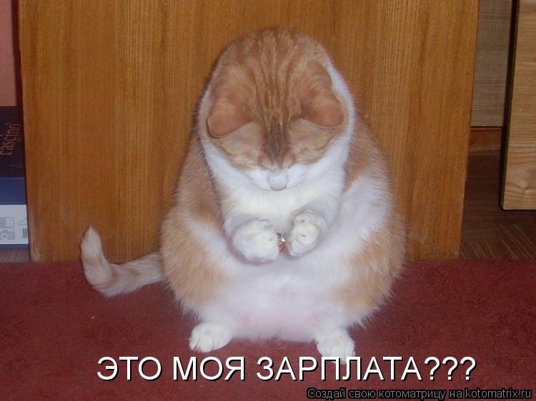 ЭТО МОЯ ЗАРПЛАТА???... Котоматрица: ЭТО МОЯ ЗАРПЛАТА???