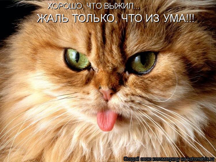 ХОРОШО, ЧТО ВЫЖИЛ... ЖАЛЬ ТОЛЬКО, ЧТО ИЗ УМА!!!... Котоматрица: ХОРОШО, ЧТО ВЫЖИЛ... ЖАЛЬ ТОЛЬКО, ЧТО ИЗ УМА!!!