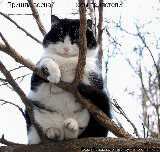 Пришла весна, коты прилетели... Котоматрица: Пришла весна, коты прилетели