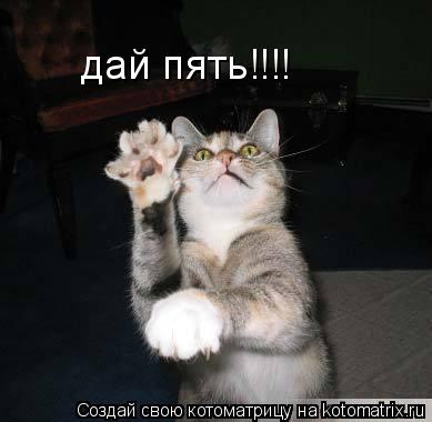 дай пять!!!!... Котоматрица: дай пять!!!!
