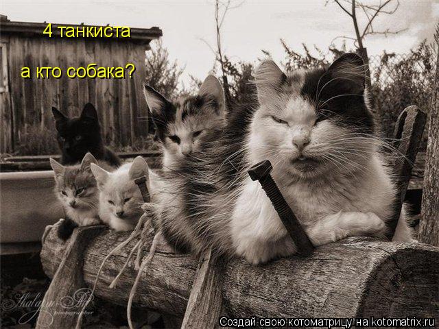 4 танкиста а кто собака?... Котоматрица: 4 танкиста а кто собака?