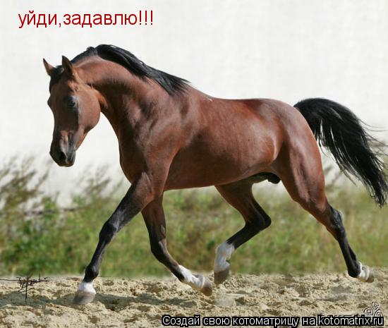 уйди,задавлю!!!... Котоматрица: уйди,задавлю!!!