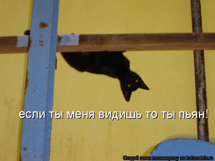 если ты меня видишь то ты пьян!... Котоматрица: если ты меня видишь то ты пьян!