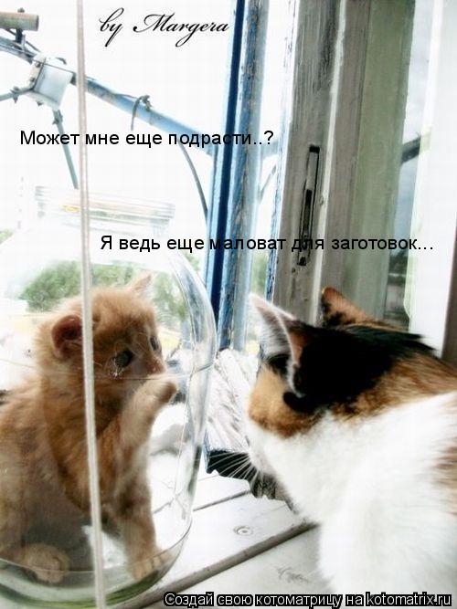 Может мне еще подрасти..? Я ведь еще маловат для заготовок...... Котоматрица: Может мне еще подрасти..? Я ведь еще маловат для заготовок...