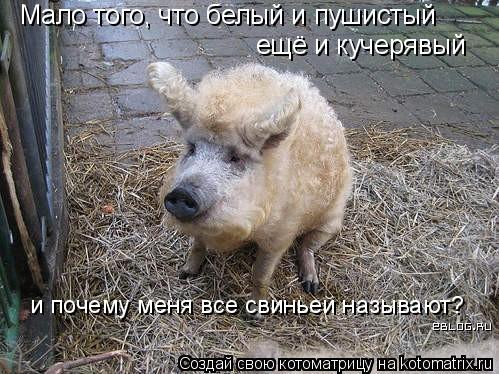 Мало того, что белый и пушистый ещё и кучерявый и почему меня все свиньей называют?... Котоматрица: Мало того, что белый и пушистый ещё и кучерявый и почему меня все свиньей называют?